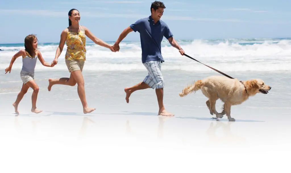 A man and woman running on the beach with their dog.