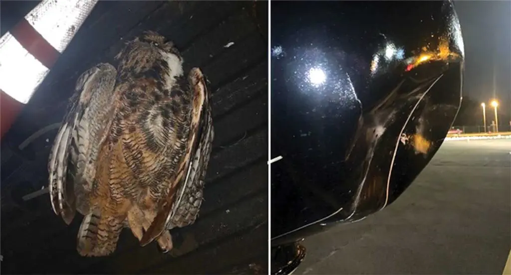 A bird that is sitting on the ground.