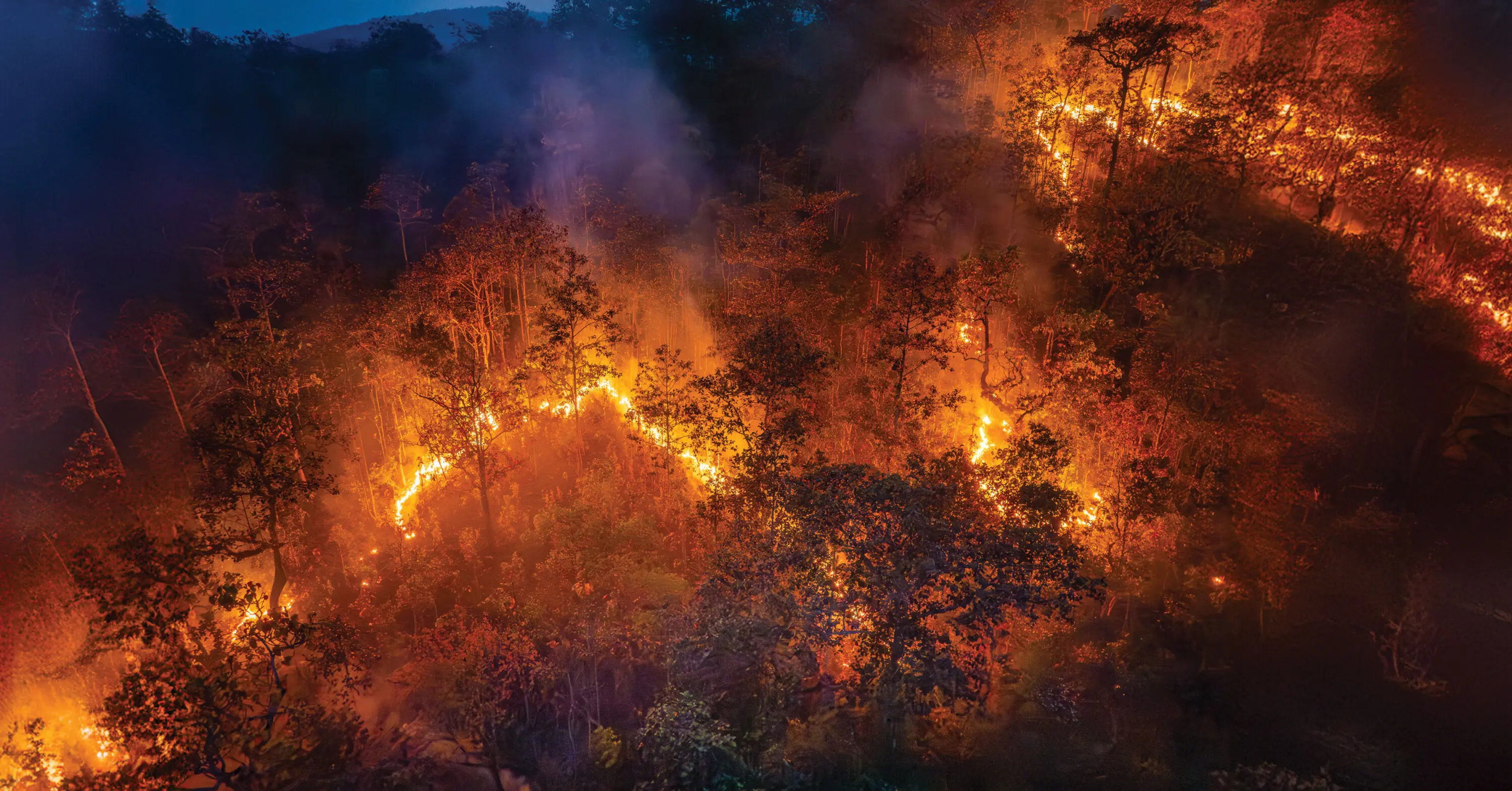 Fire lights up a wooded area where trees are burning at night.