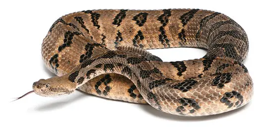 A rattlesnake lies curled up with its tongue out.