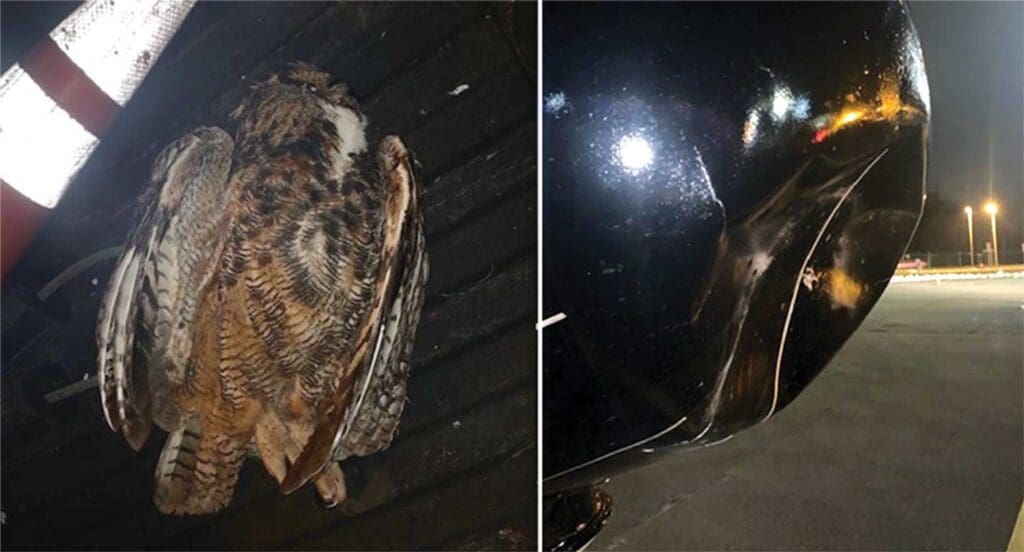 A bird that is sitting on the ground.