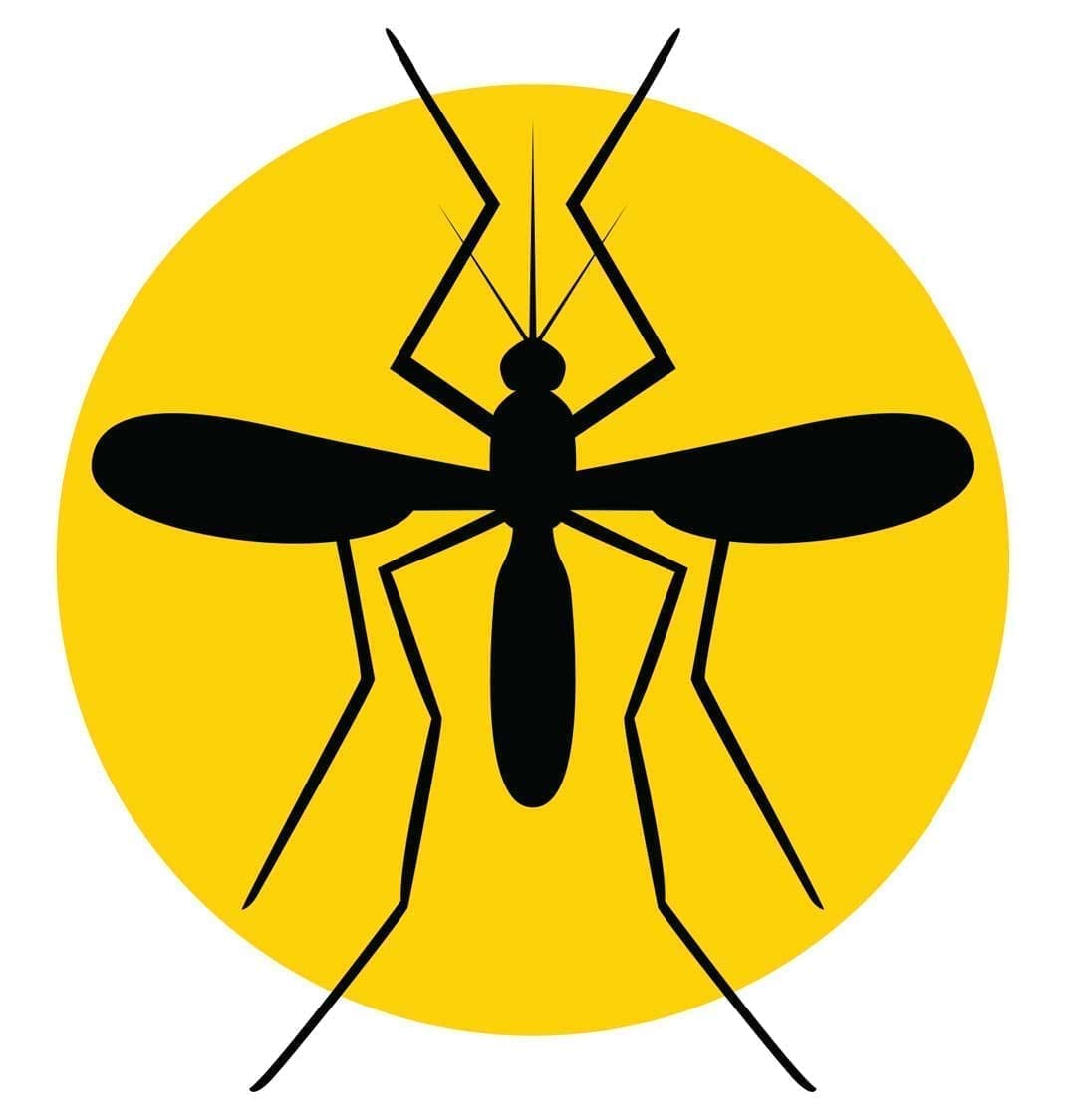A mosquito is sitting on the ground in front of a yellow circle.