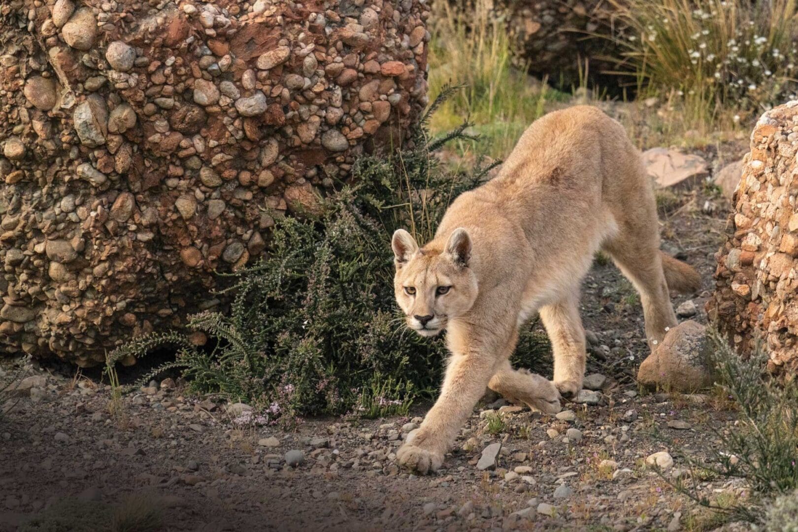 A Mountain lion walking on a trail.